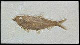 Detailed, Knightia Fossil Fish - Wyoming #54298-1